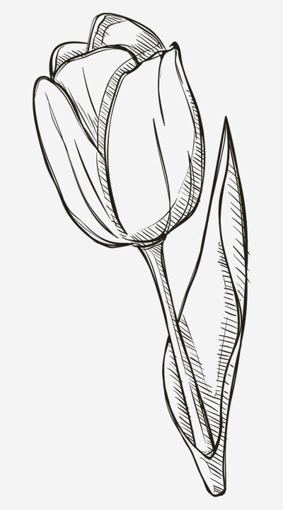 Czarny Tulipan